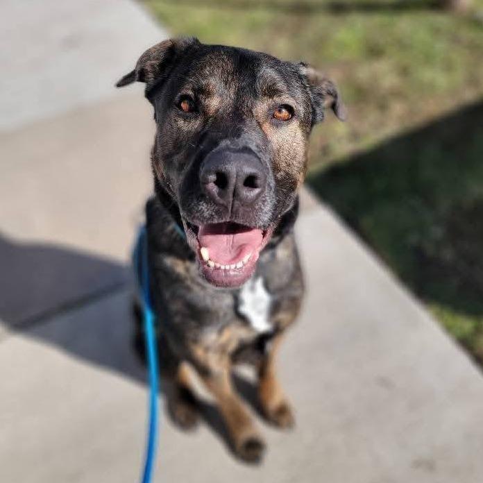 Enlarge Atherton, a Adoptable mixed breed in Wichita, KS image 4/5