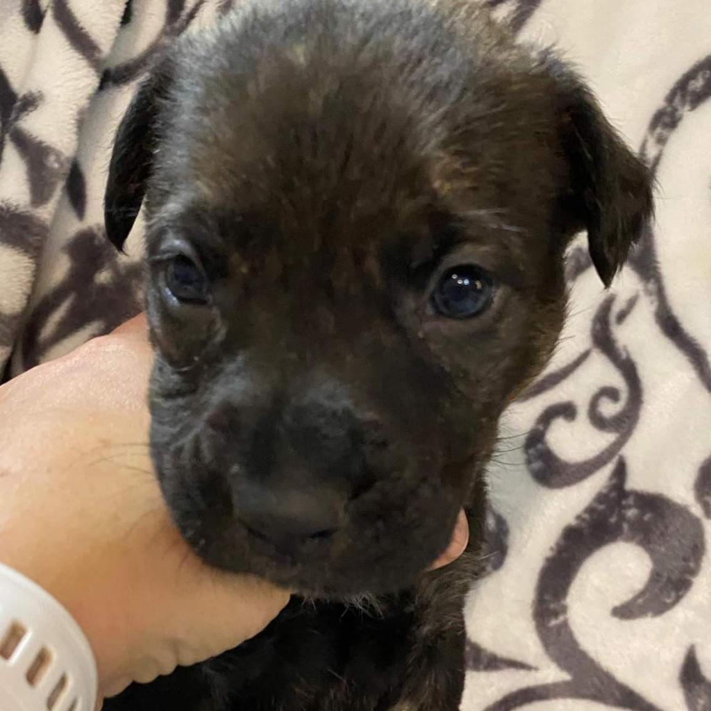 Enlarge Atherton, a Adoptable mixed breed in Wichita, KS image 4/4