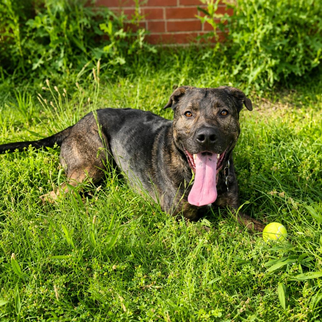 Enlarge Atherton, a Adoptable mixed breed in Wichita, KS image 5/5