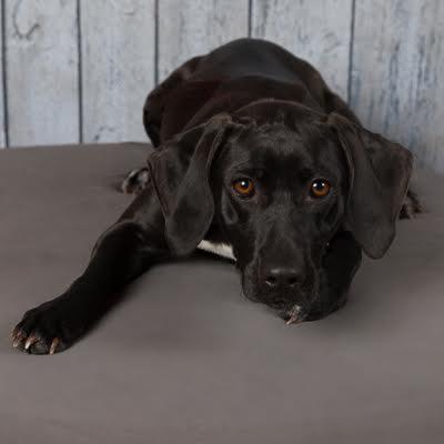 Enlarge Penny, an adopted mixed breed in Sudbury, MA image 1/3