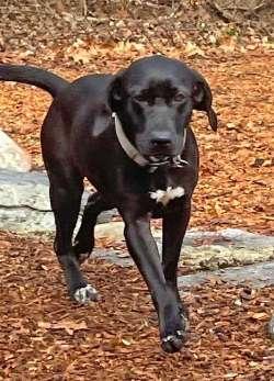 Enlarge Penny, a ADOPTABLE mixed breed in Sudbury, MA image 1/1