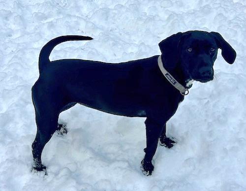 Enlarge Penny, an adopted mixed breed in Sudbury, MA image 3/3