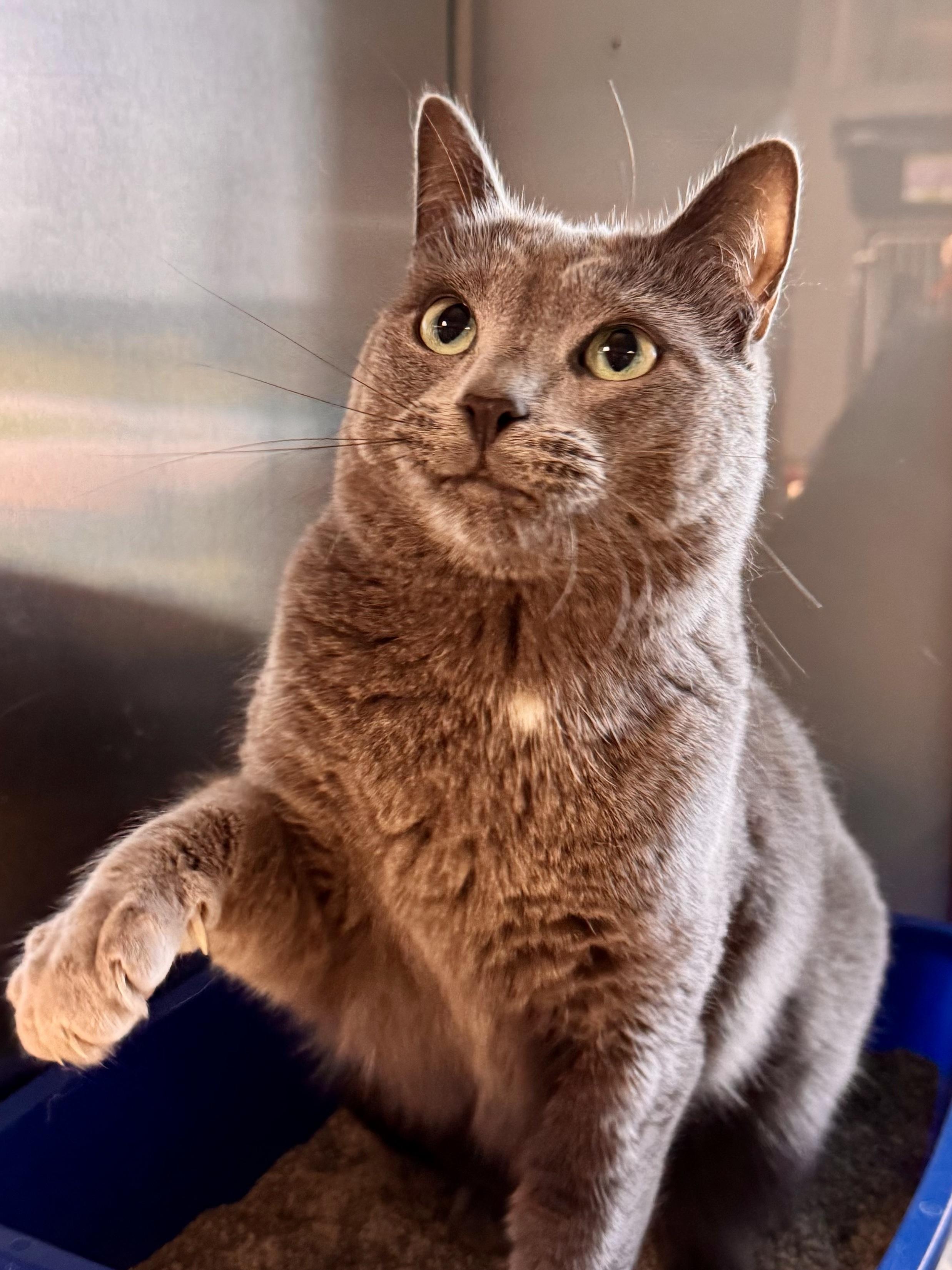 Enlarge Smokee, a Adopted Domestic Short Hair in Midland, MI image 2/4
