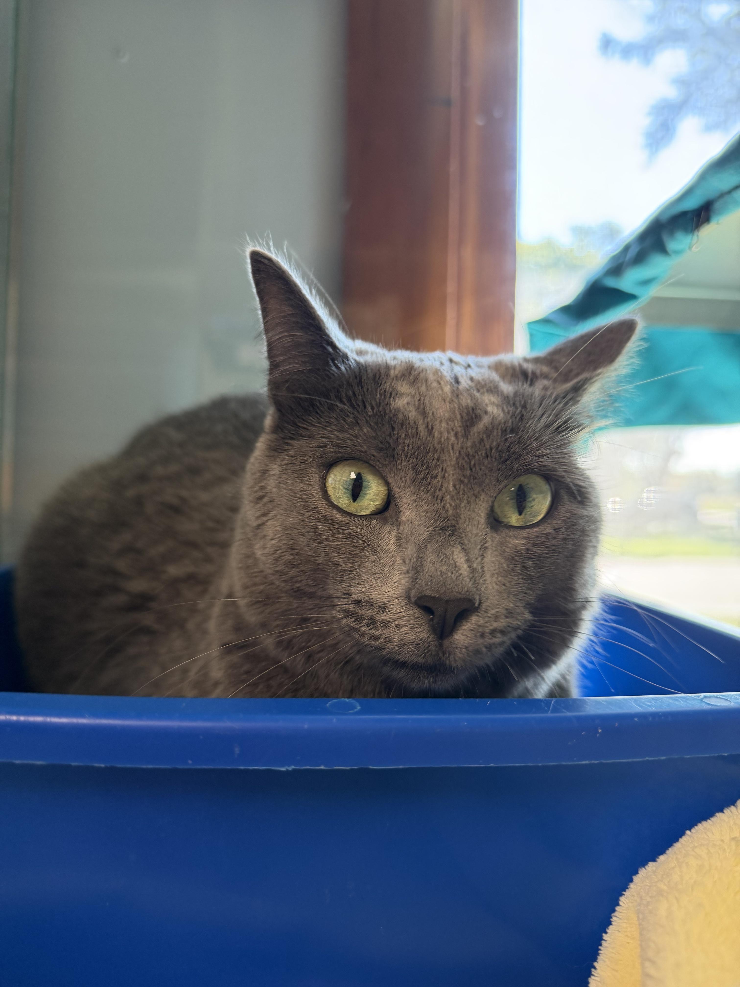 Enlarge Smokee, a Adopted Domestic Short Hair in Midland, MI image 4/4