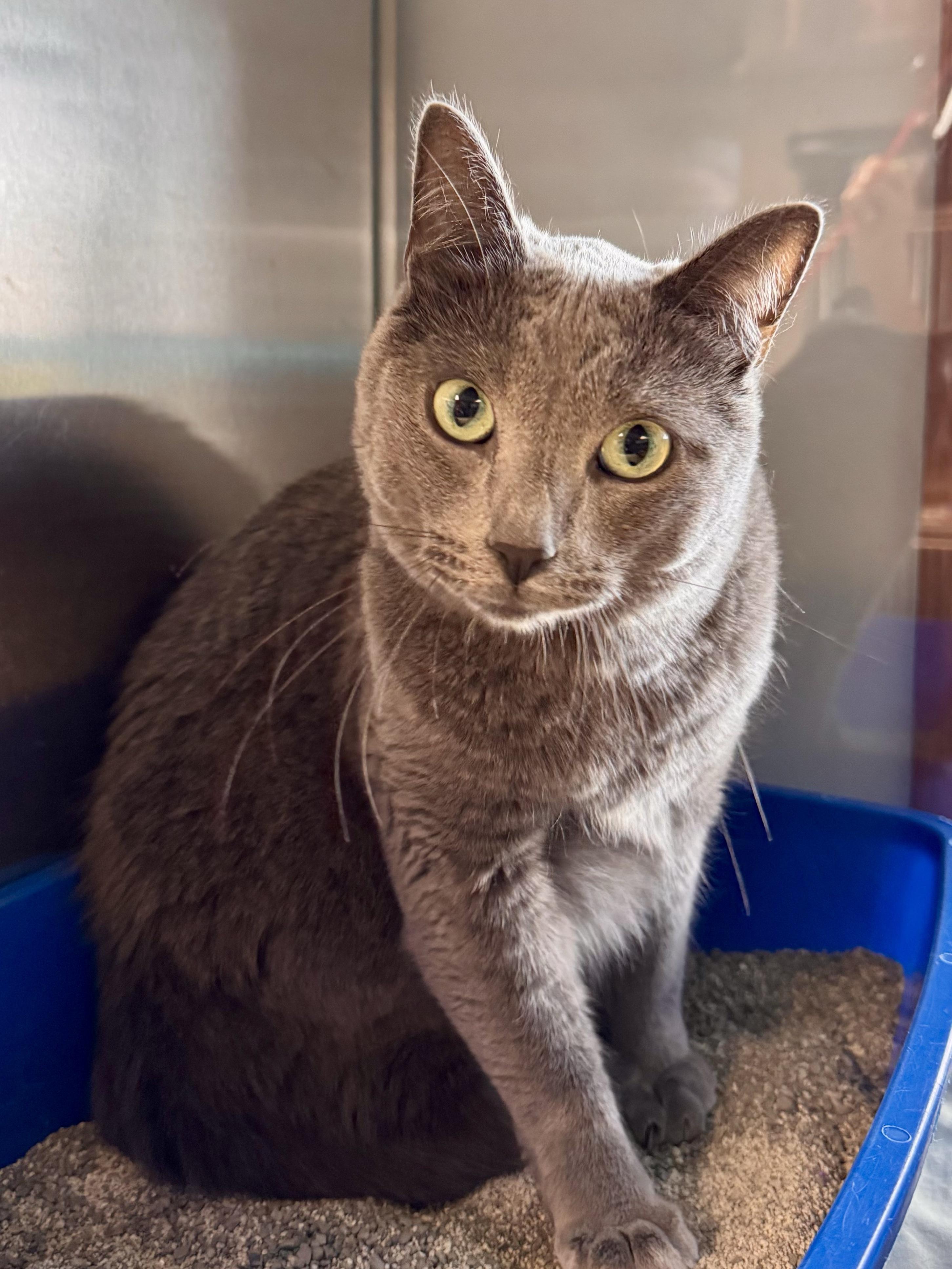 Smokee, Adopted, Young Male Domestic Short Hair.
