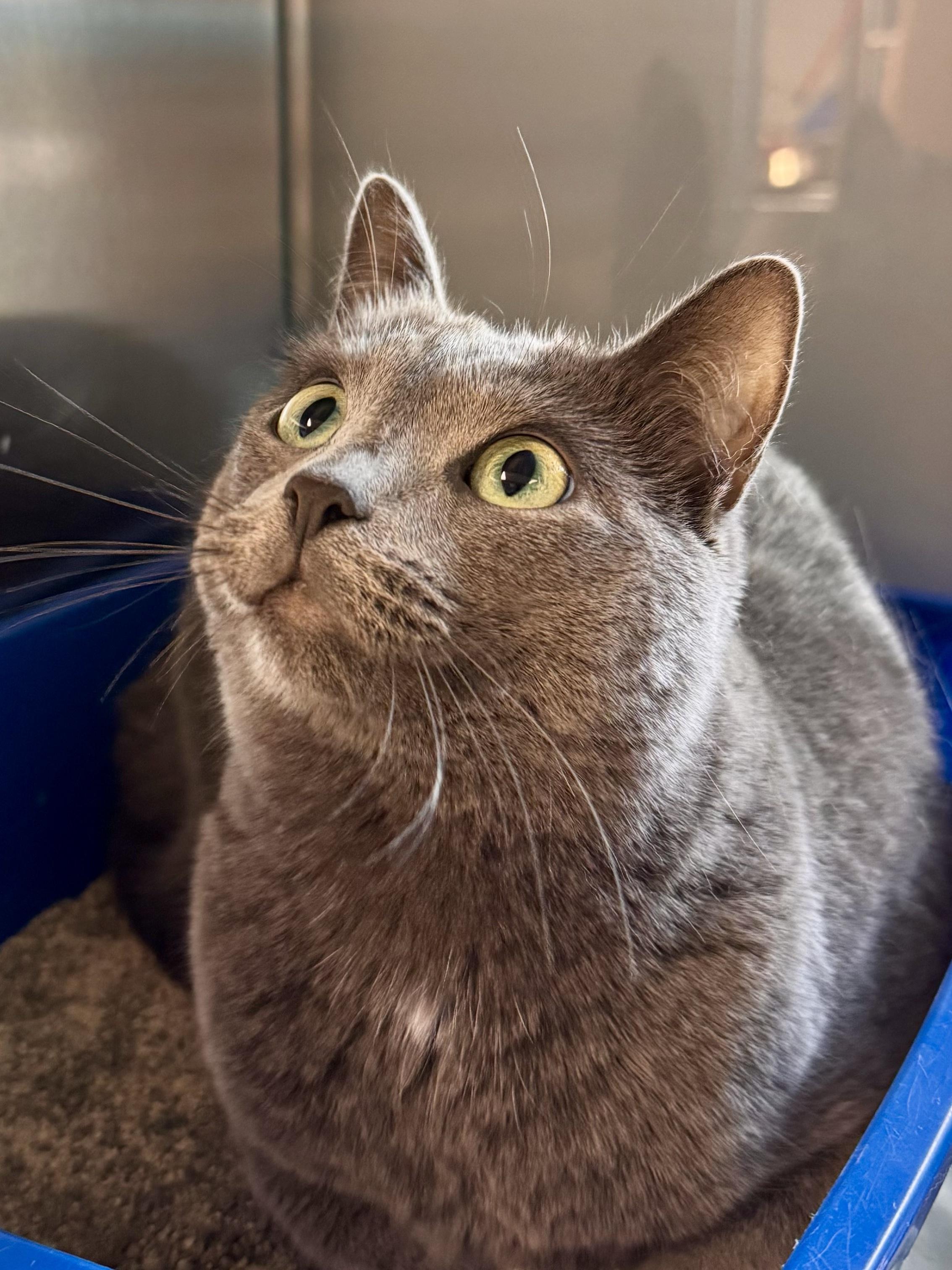 Enlarge Smokee, a Adopted Domestic Short Hair in Midland, MI image 3/4