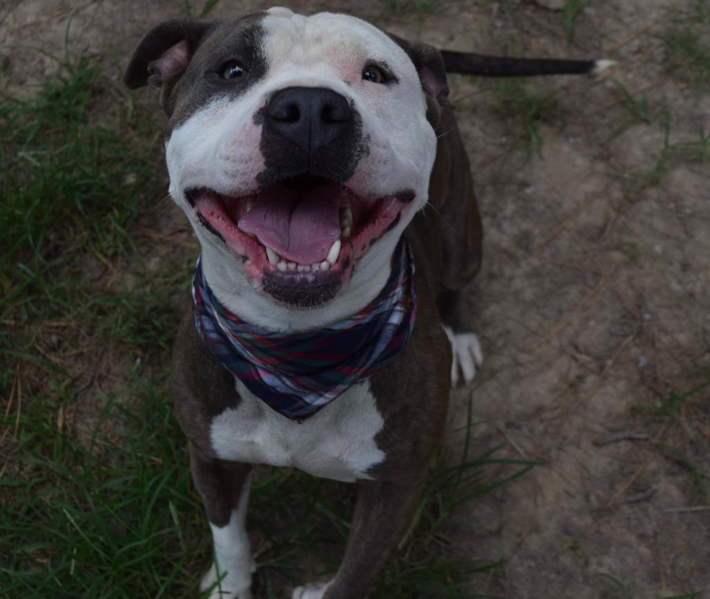 Loki, Adopted, Adult Male Pit Bull Terrier.