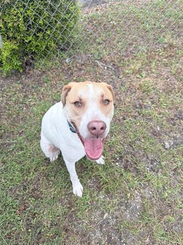 JASPER, Adoptable, Young Male Labrador Retriever & Mixed Breed.