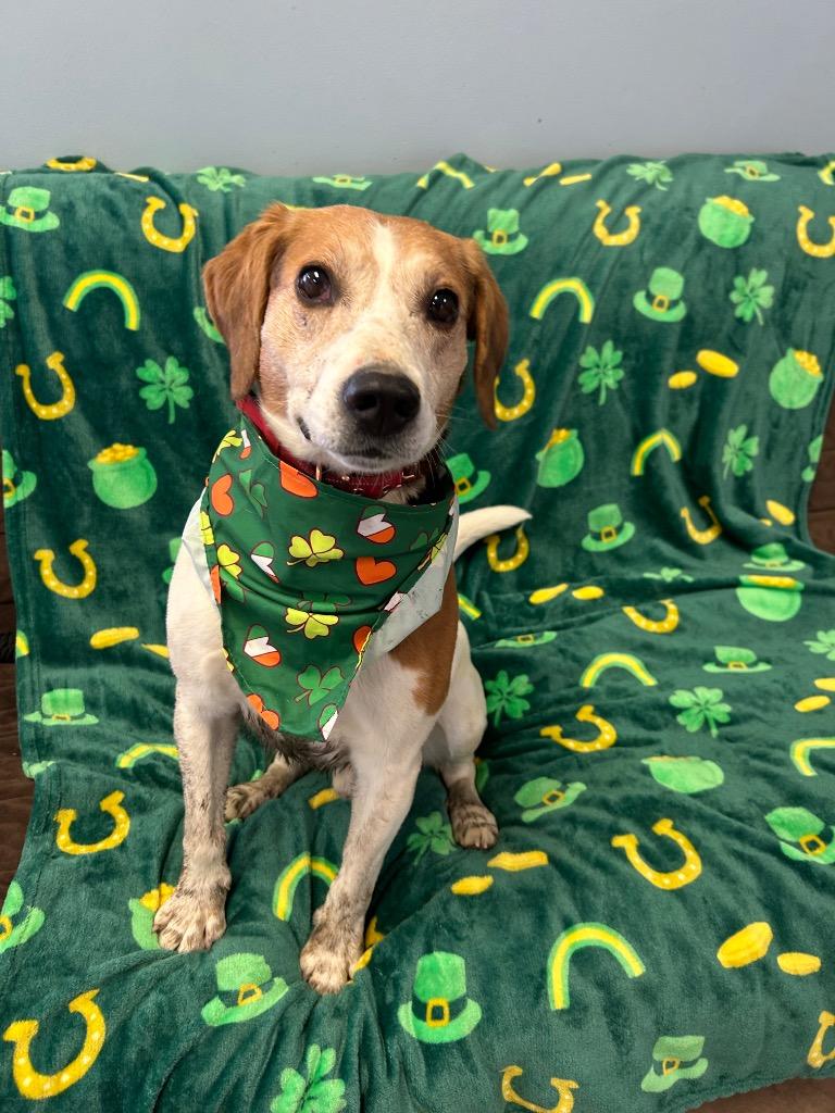 Enlarge Leroy, a Adoptable mixed breed in Marion, OH image 1/2