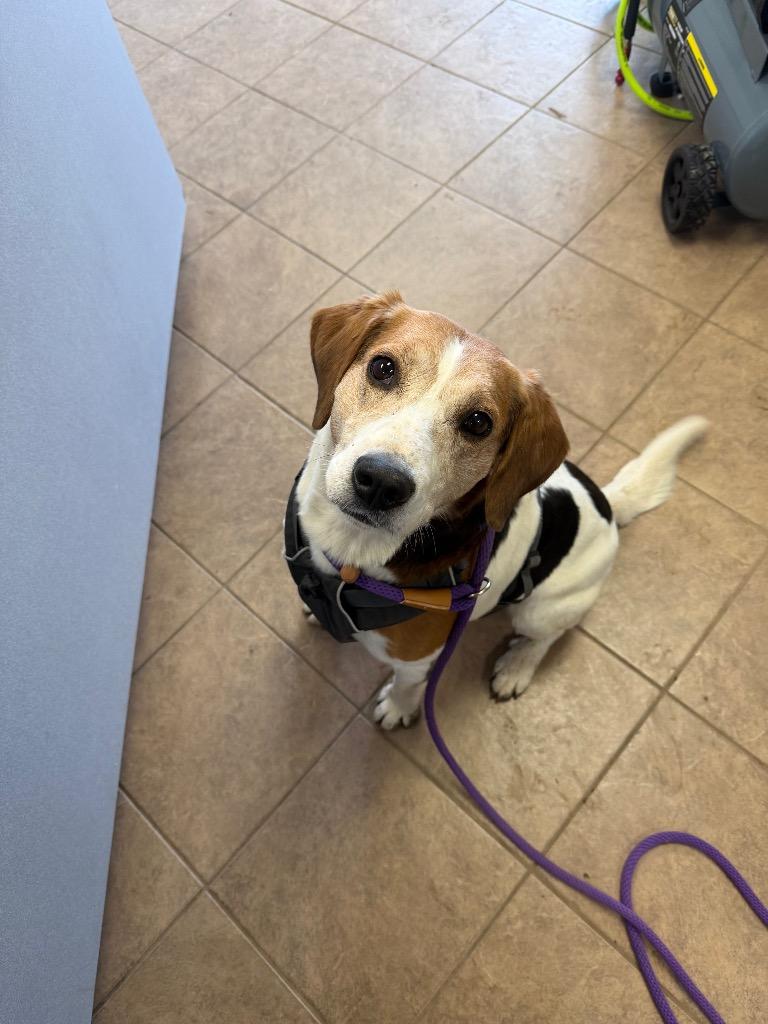 Enlarge Leroy, a Adoptable mixed breed in Marion, OH image 2/2