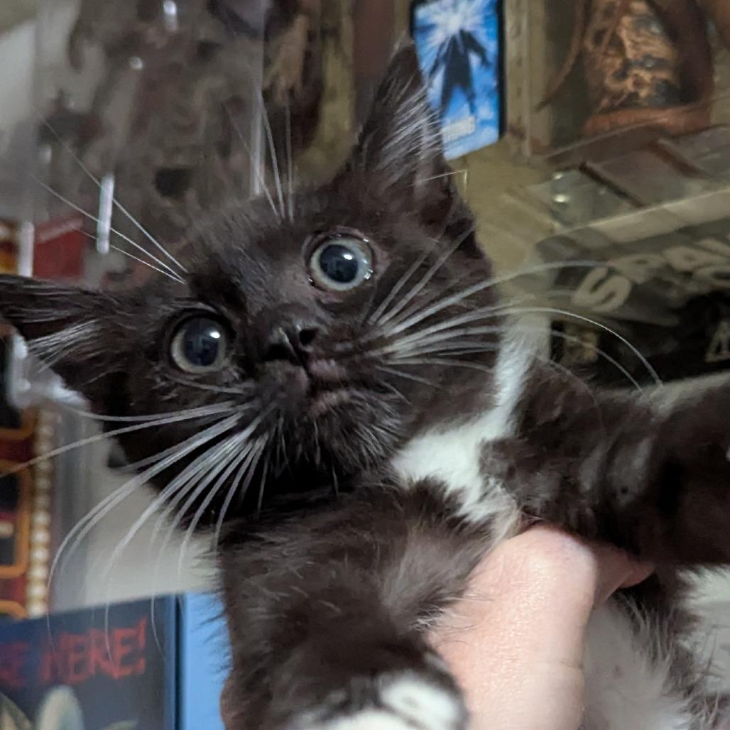 Enlarge Shy, a Adoptable Domestic Medium Hair in Valdosta , GA image 1/3