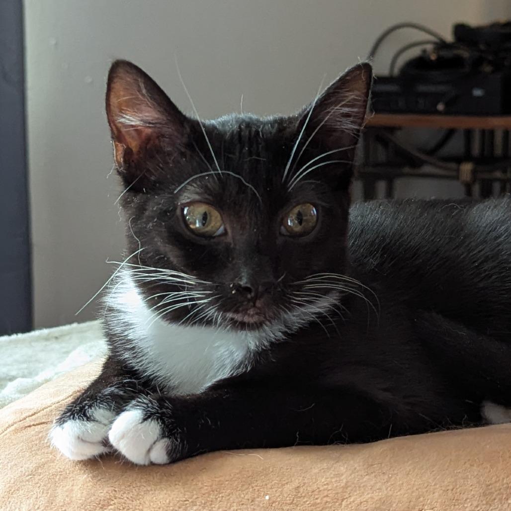 Enlarge Shy, a Adoptable Domestic Medium Hair in Valdosta , GA image 2/3