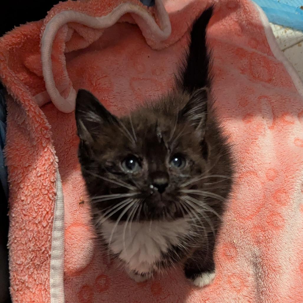 Enlarge Shy, a Adoptable Domestic Medium Hair in Valdosta , GA image 3/3