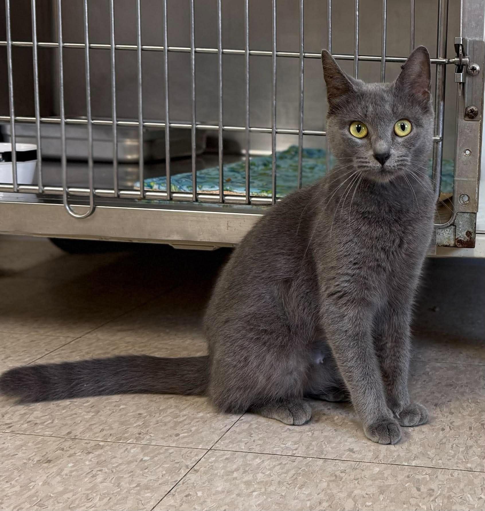 Enlarge Shimmer, a Adopted Domestic Short Hair in Springfield, VT image 3/3