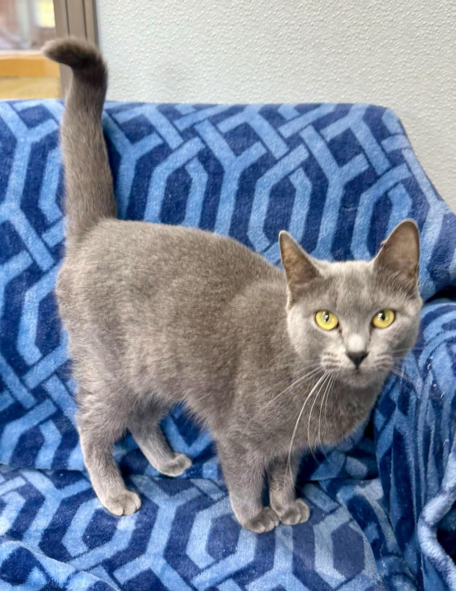 Enlarge Shimmer, a Adopted Domestic Short Hair in Springfield, VT image 2/3