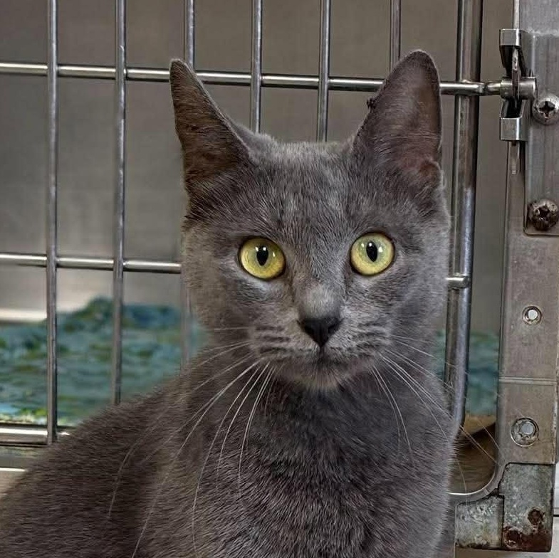 Enlarge Shimmer, a Adopted Domestic Short Hair in Springfield, VT image 1/3