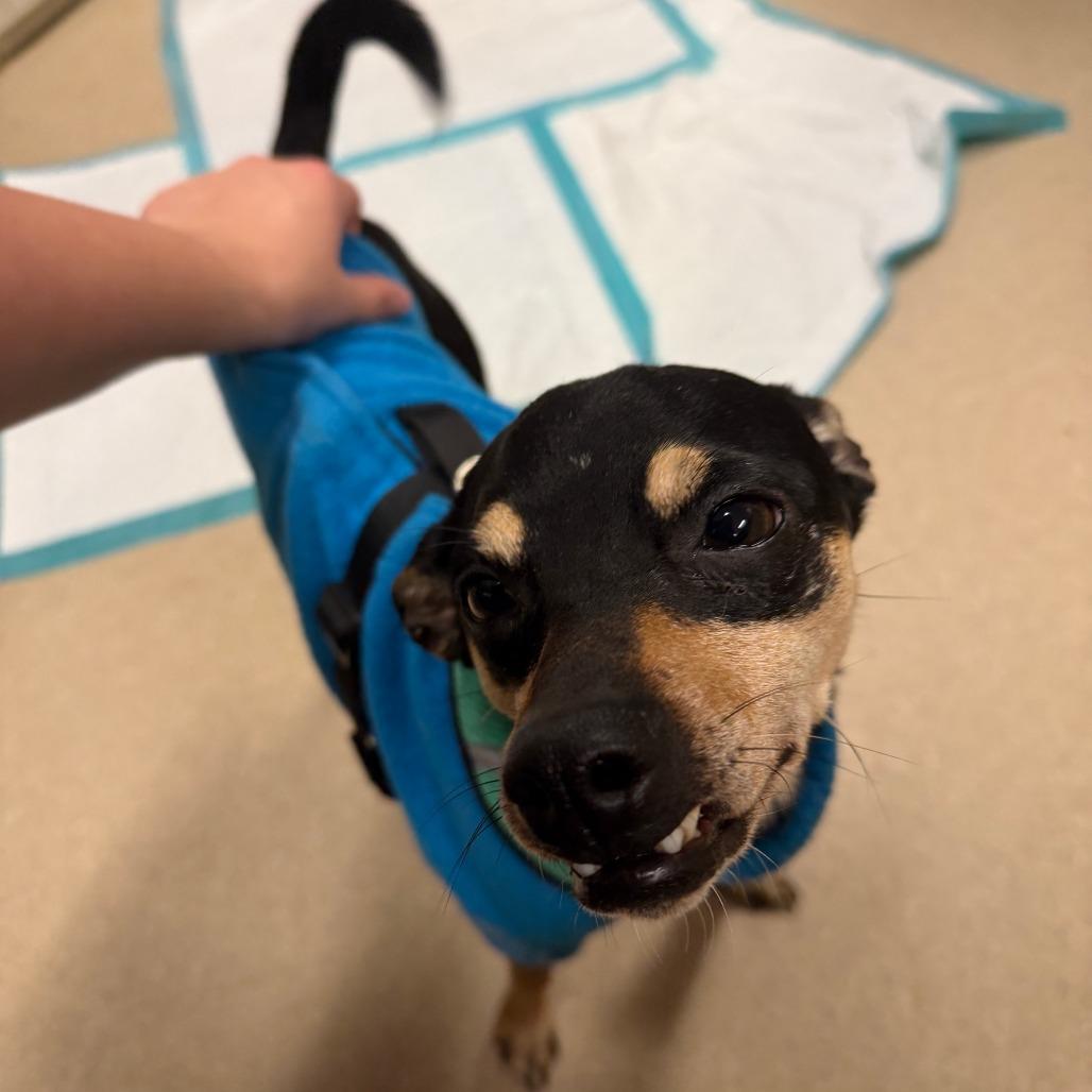 Enlarge Joe, a Adoptable Terrier in Fort Bragg, CA image 1/1