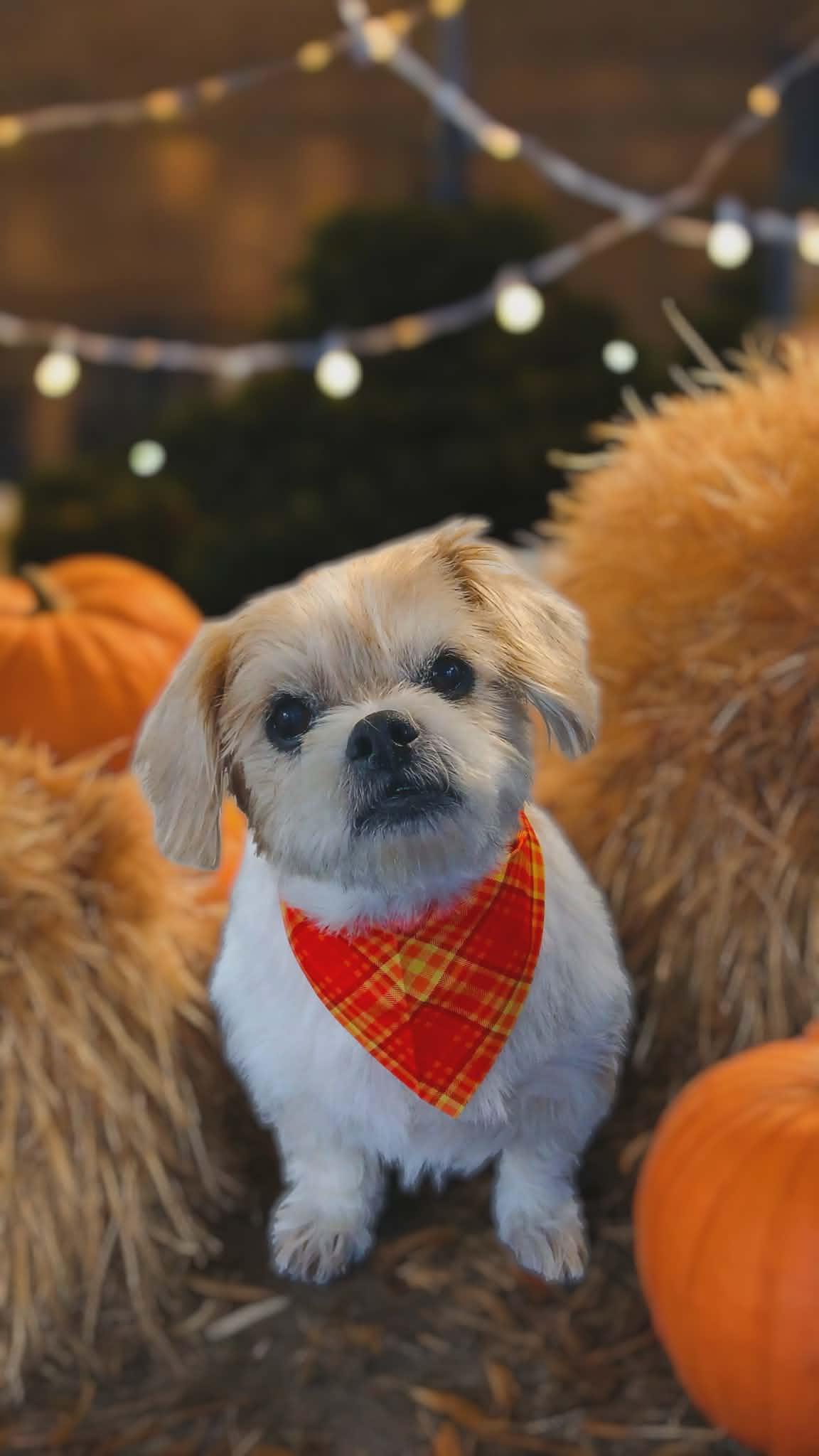 Bob, Adoptable, Senior Male Shih Tzu.