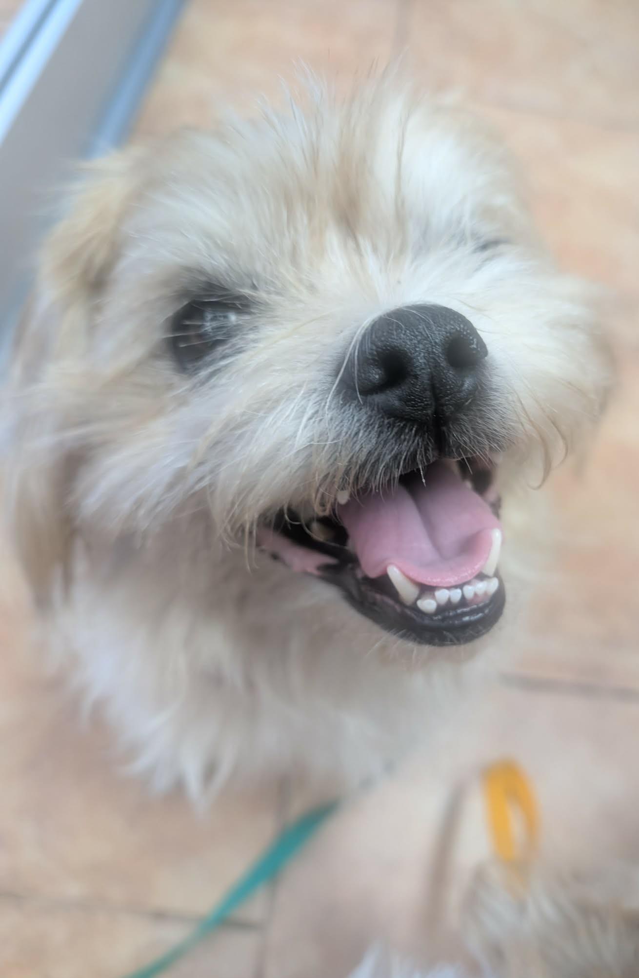 Bob, a Adoptable mixed breed in Kiowa, OK image 2/6