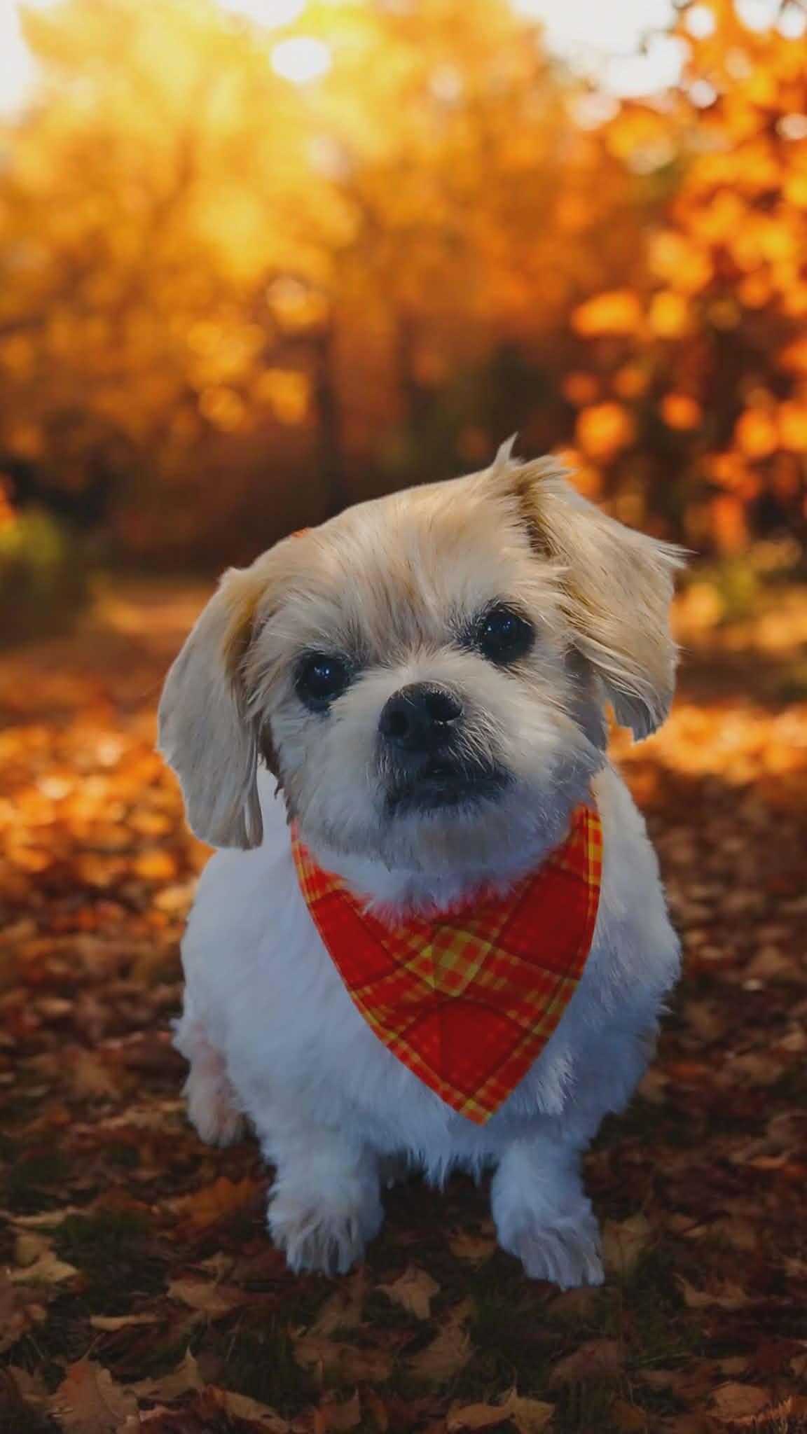 Bob, a Adoptable mixed breed in Kiowa, OK image 3/6
