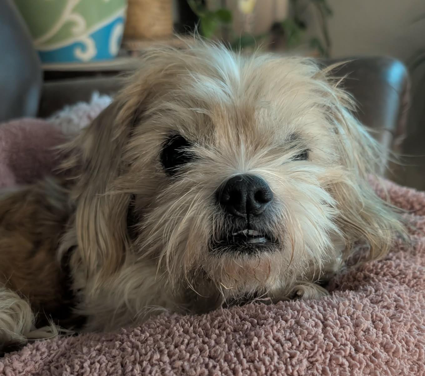 Bob, a Adoptable mixed breed in Kiowa, OK image 4/6