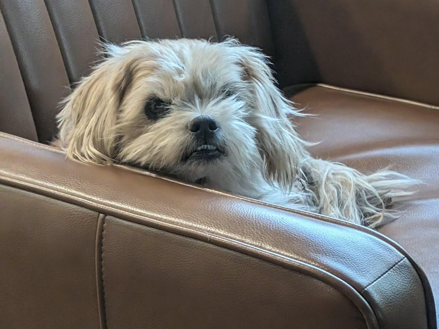 Bob, a Adoptable mixed breed in Kiowa, OK image 5/6