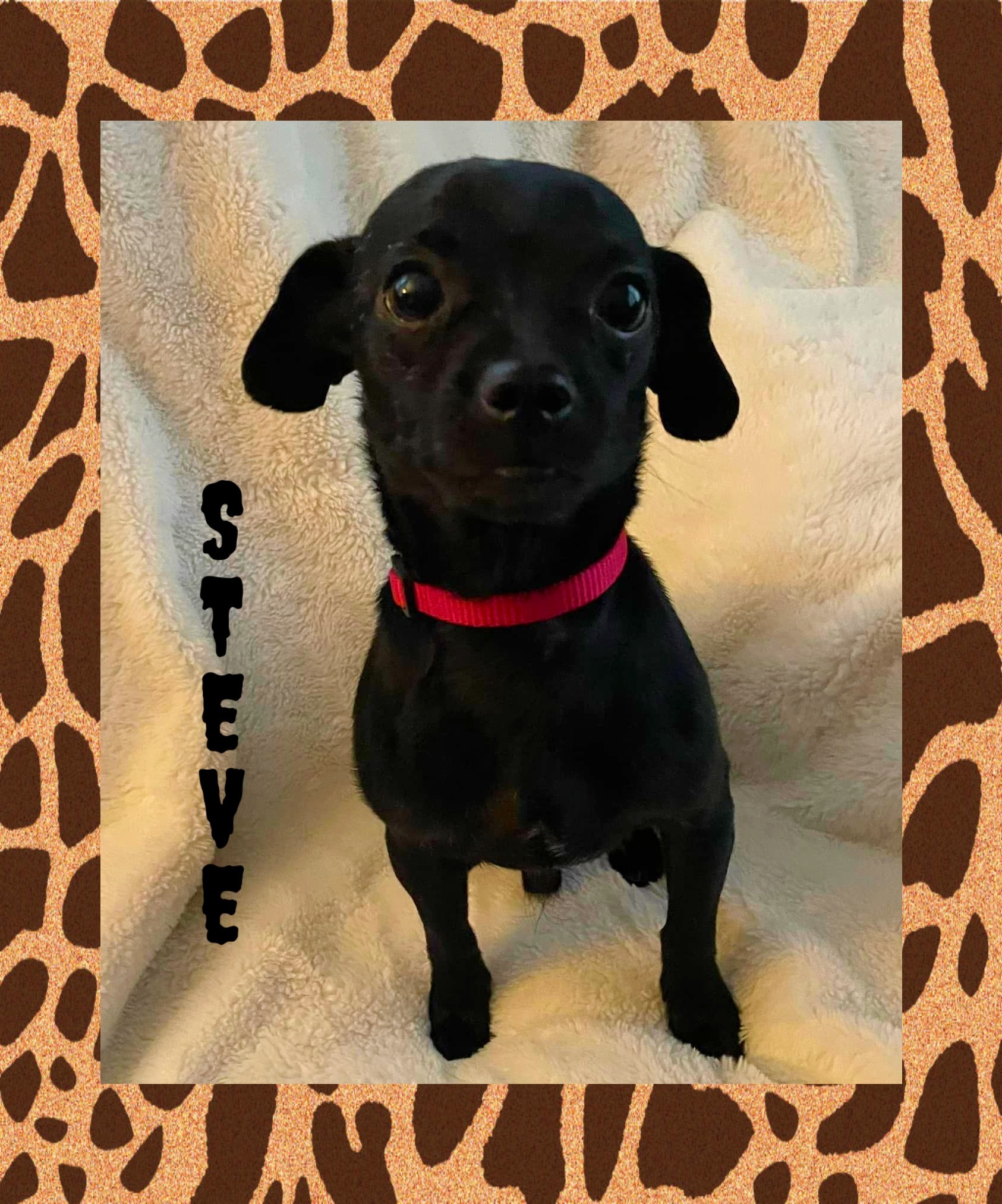 Enlarge STEVE, a Adopted mixed breed in Great Bend, KS image 1/6