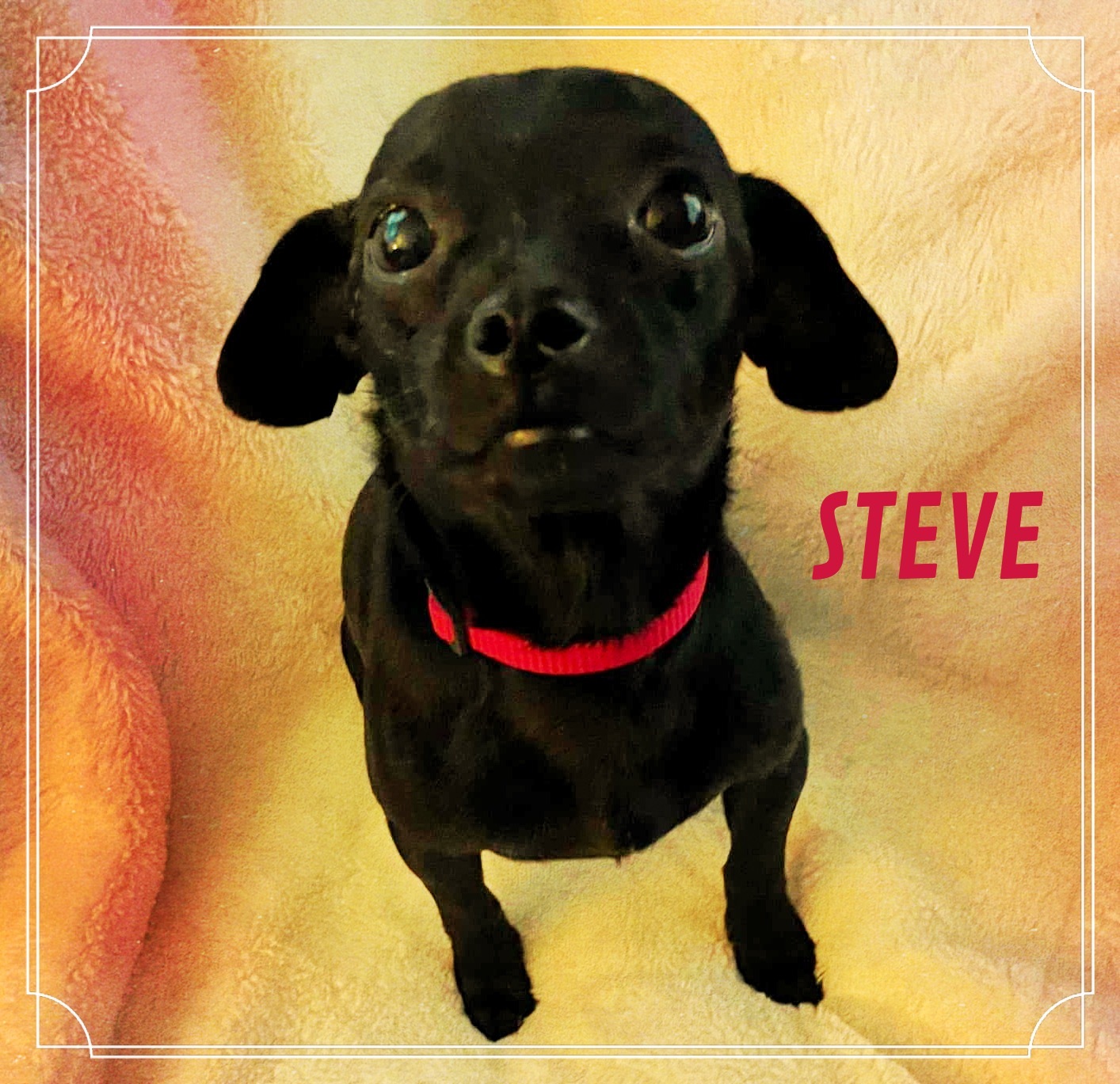 Enlarge STEVE, a Adopted mixed breed in Great Bend, KS image 2/6