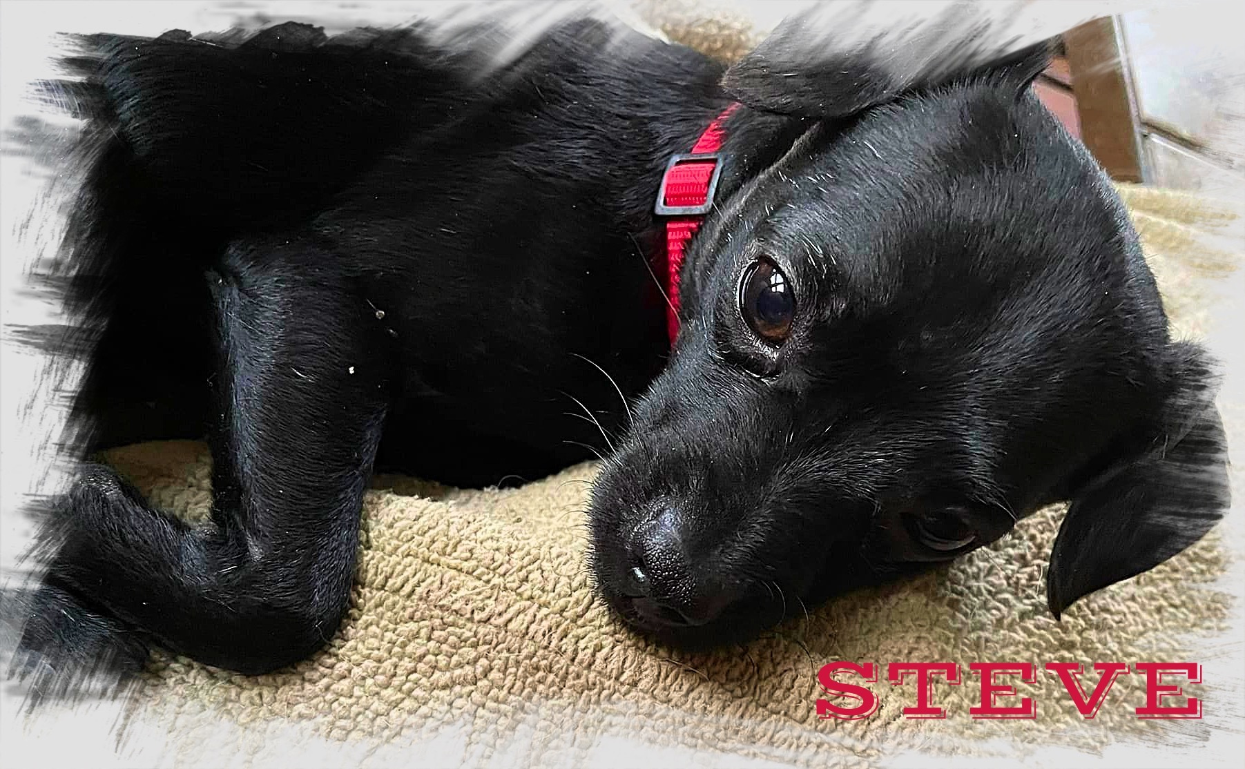 Enlarge STEVE, a Adopted mixed breed in Great Bend, KS image 3/6