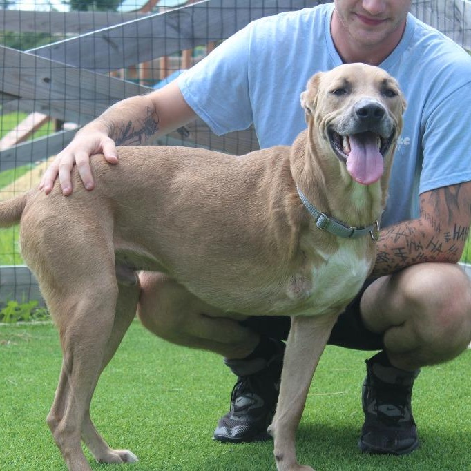 Maverick, a ADOPTABLE Mixed Breed in Chestertown, MD image 2/4