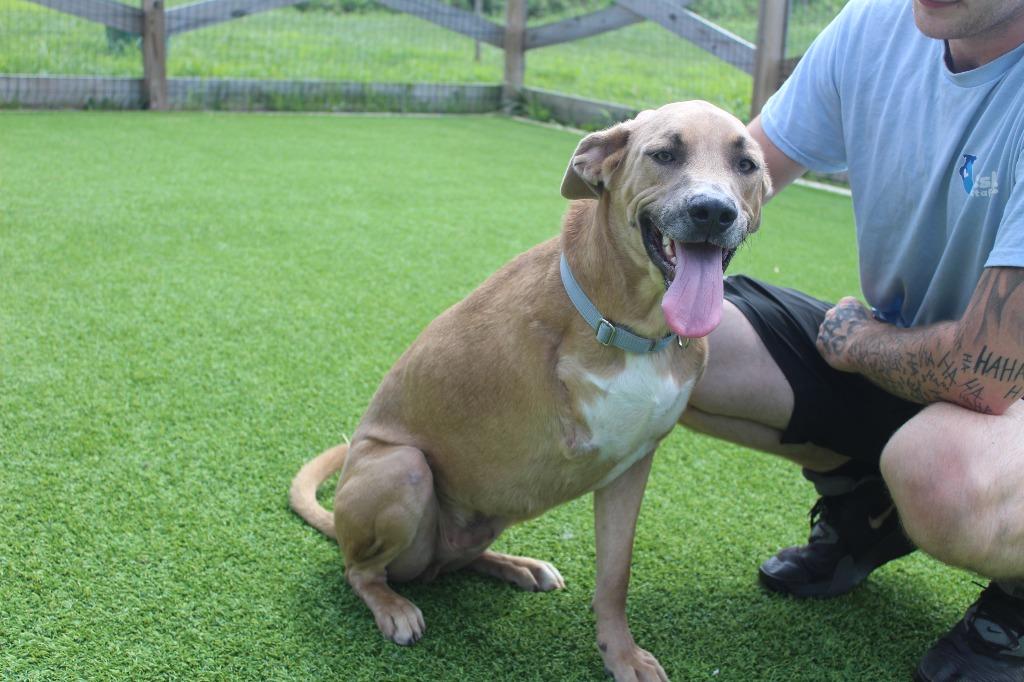 Maverick, ADOPTABLE, Young Male Mixed Breed.