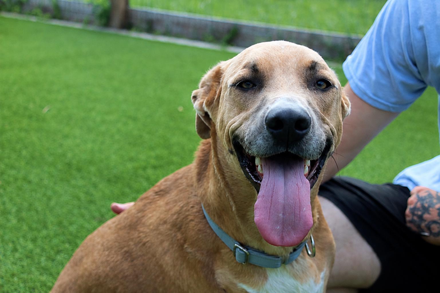 Maverick, a ADOPTABLE Mixed Breed in Chestertown, MD image 4/4