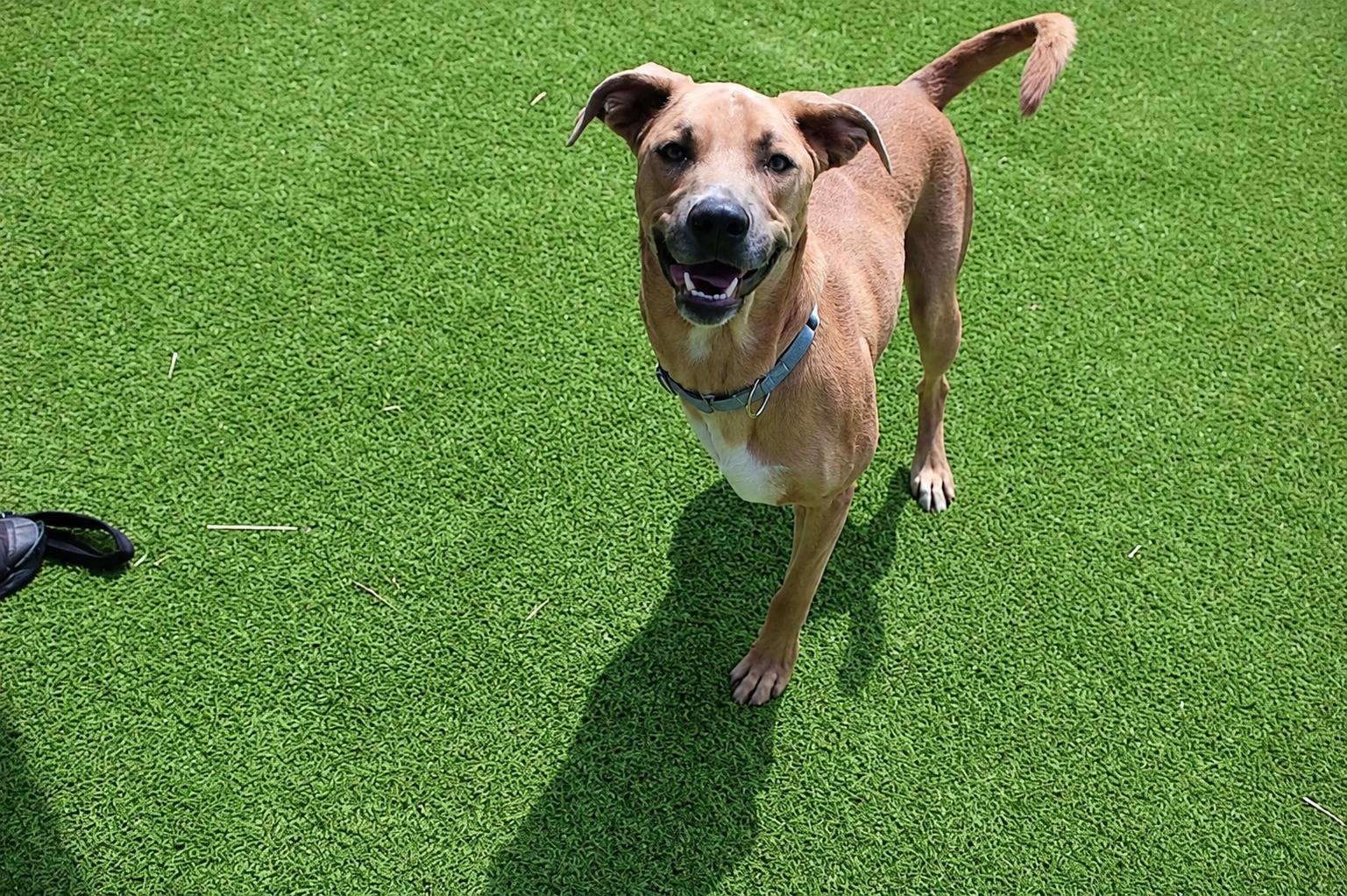 Maverick, a ADOPTABLE Mixed Breed in Chestertown, MD image 3/4