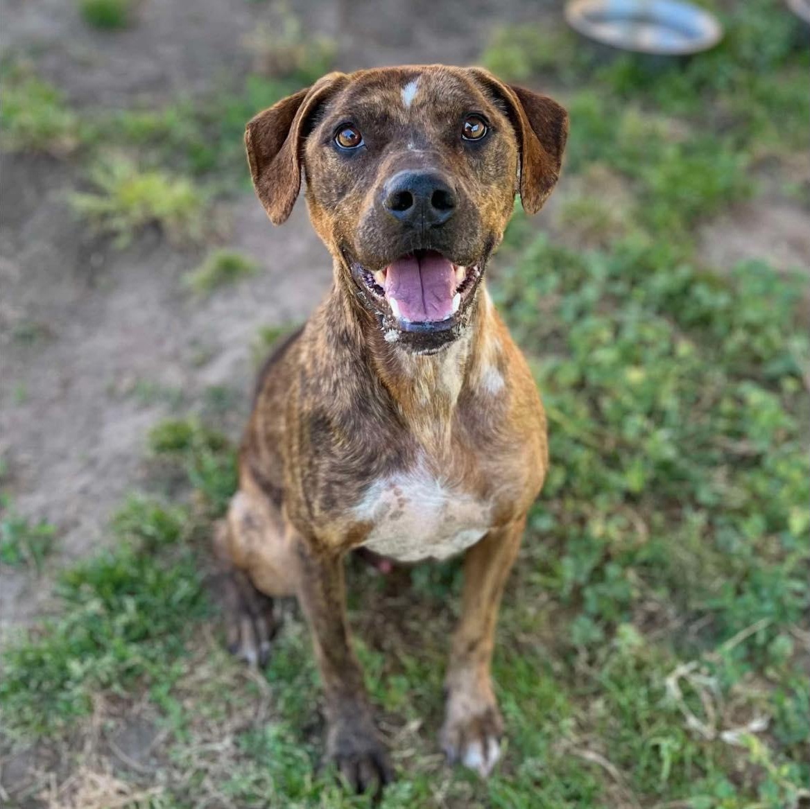 Enlarge Brisbane - Sweet Boy, a Adoptable mixed breed in Stanwood, WA image 1/4
