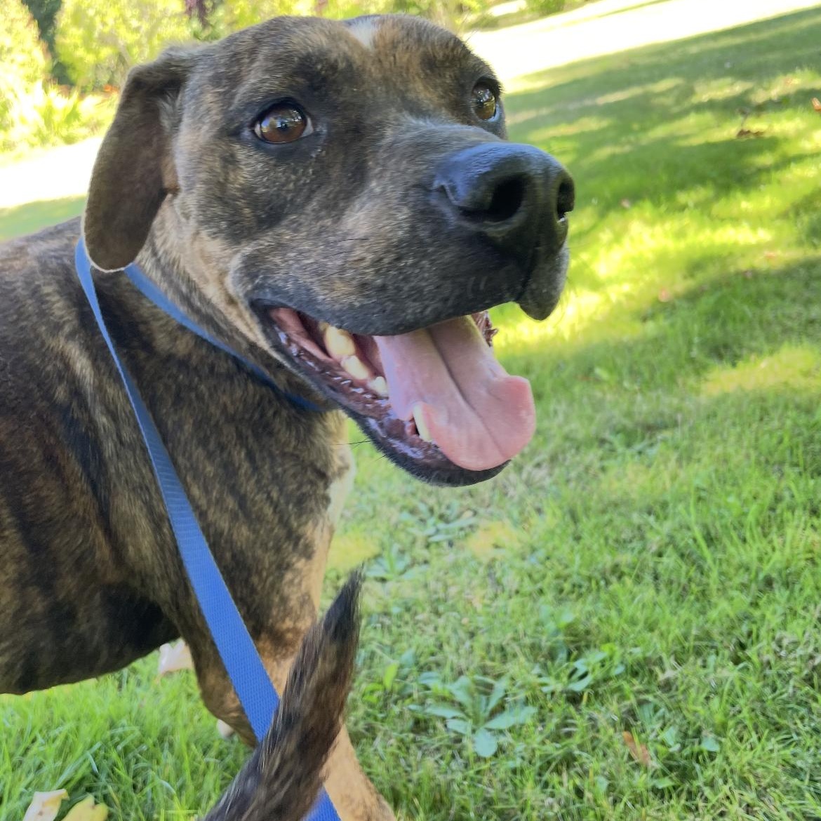 Enlarge Brisbane - Sweet Boy, a Adoptable mixed breed in Stanwood, WA image 4/4