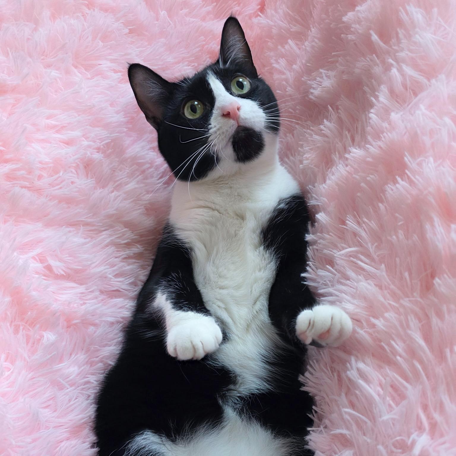 Enlarge Patch, a Adoptable Tuxedo in New Orleans, LA image 1/2