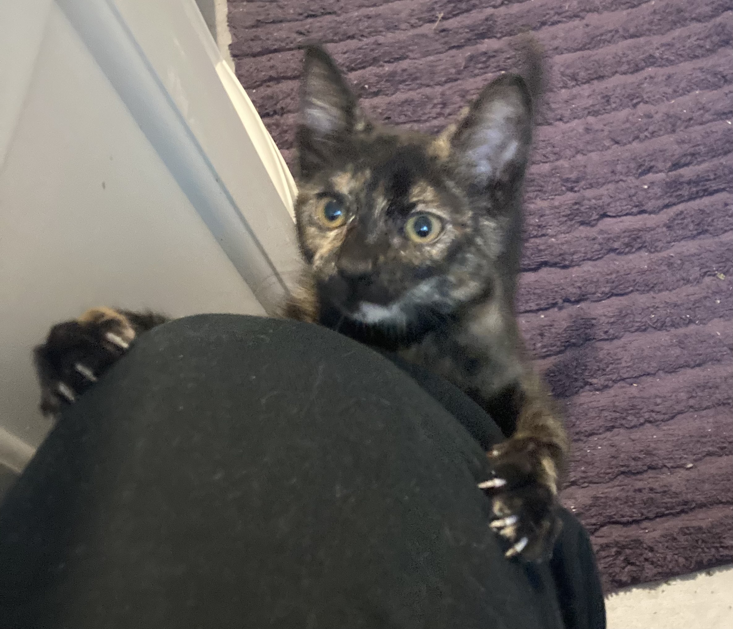 Victoria, Young Female Tortoiseshell