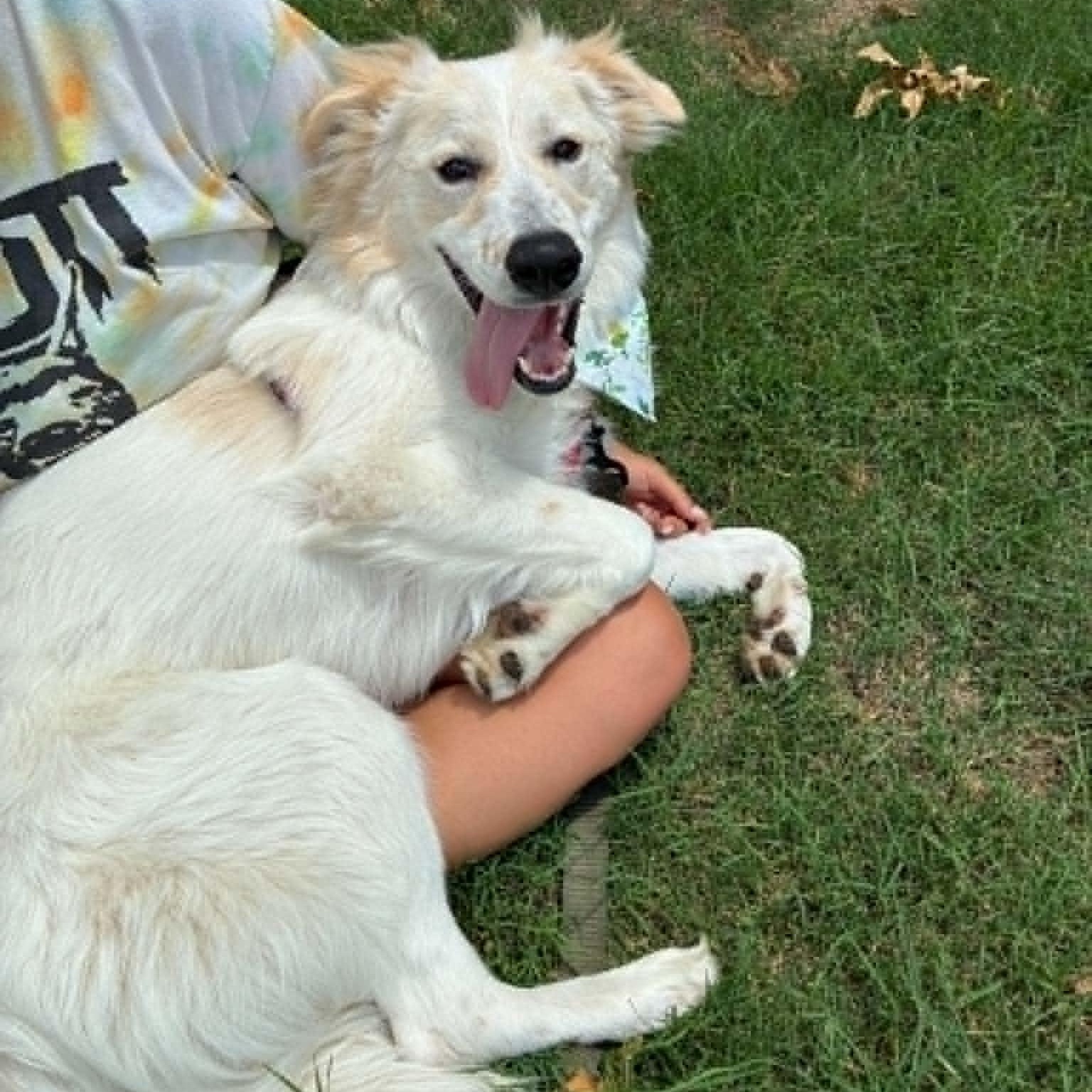 Lil' Sly, a ADOPTABLE mixed breed in Oklahoma City, OK image 5/6