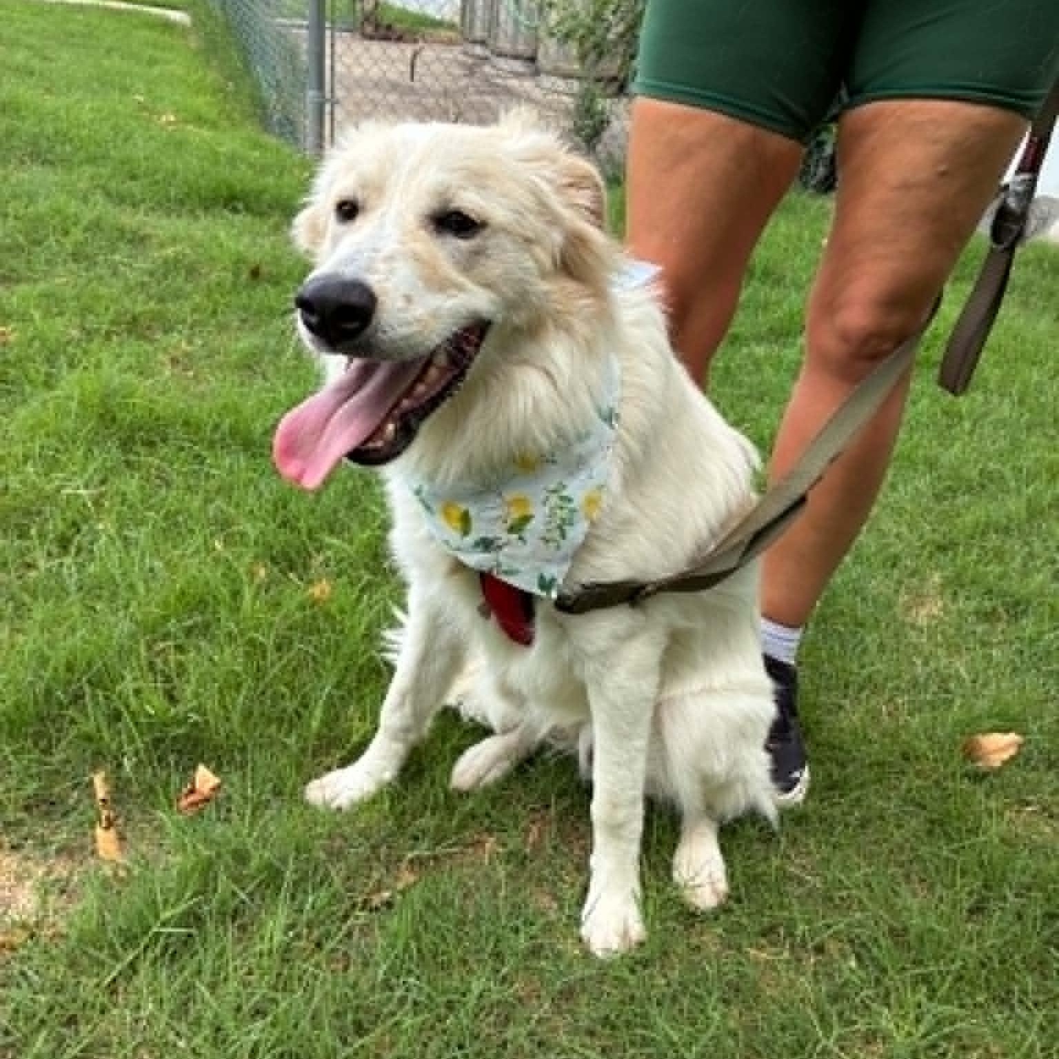 Lil' Sly, a ADOPTABLE mixed breed in Oklahoma City, OK image 6/6
