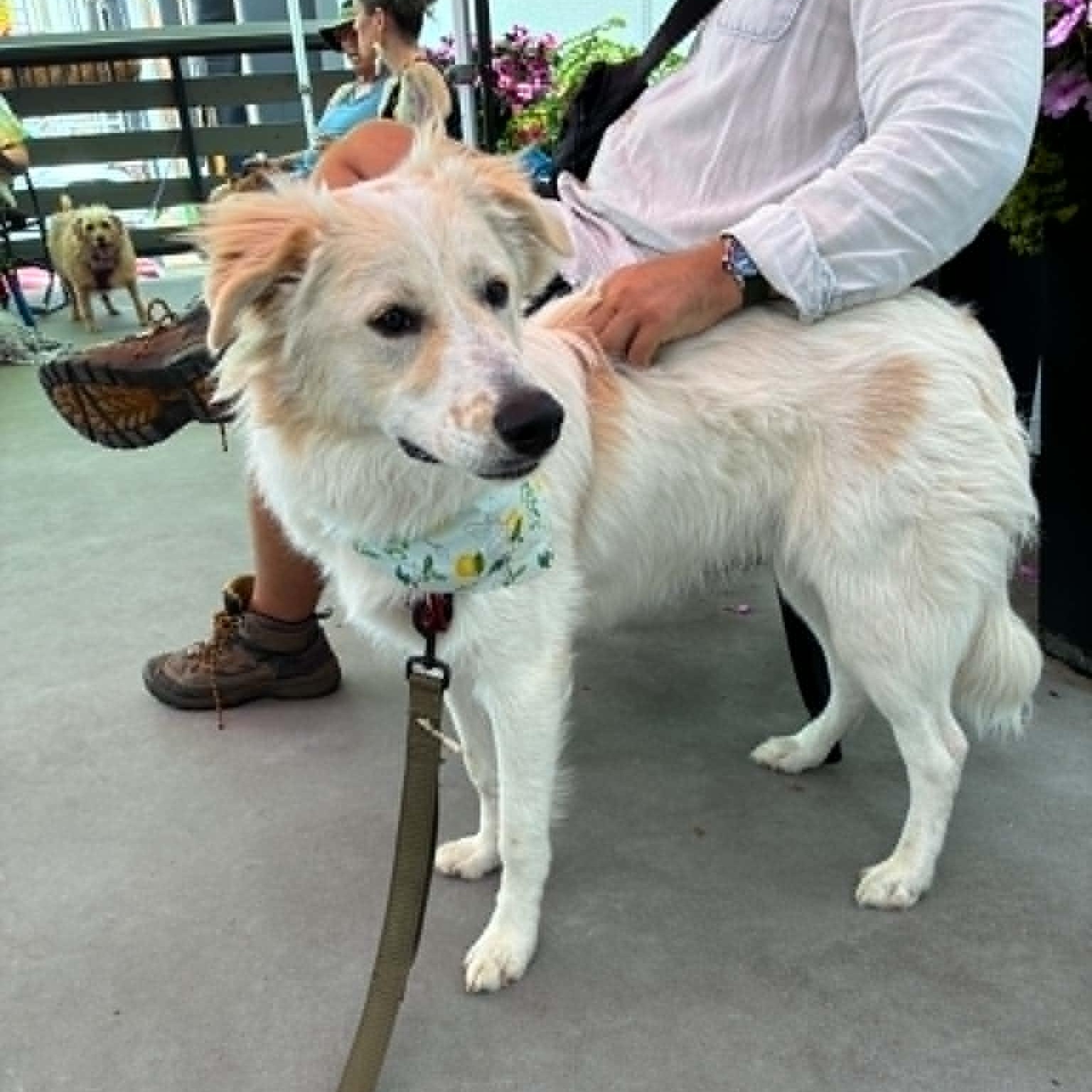Lil' Sly, a ADOPTABLE mixed breed in Oklahoma City, OK image 3/6