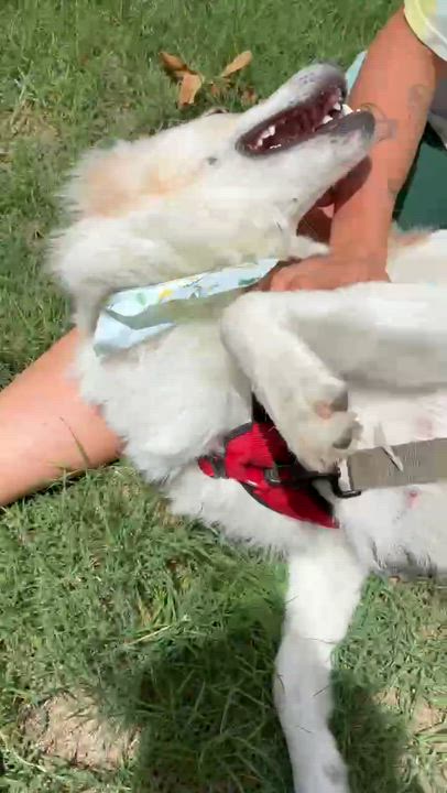 Enlarge Lil' Sly, a ADOPTABLE mixed breed in Oklahoma City, OK video 4/6