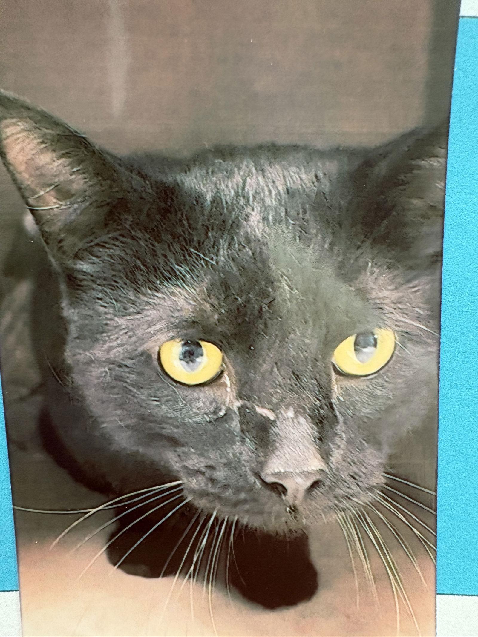 Enlarge Coal, a Adoptable Domestic Short Hair in Pittsburgh, PA image 1/1