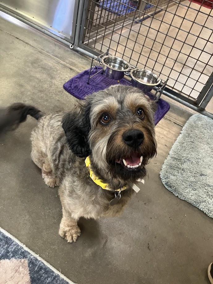 Mitzie, ADOPTABLE, Senior Female Havanese & Petit Basset Griffon Vendeen.