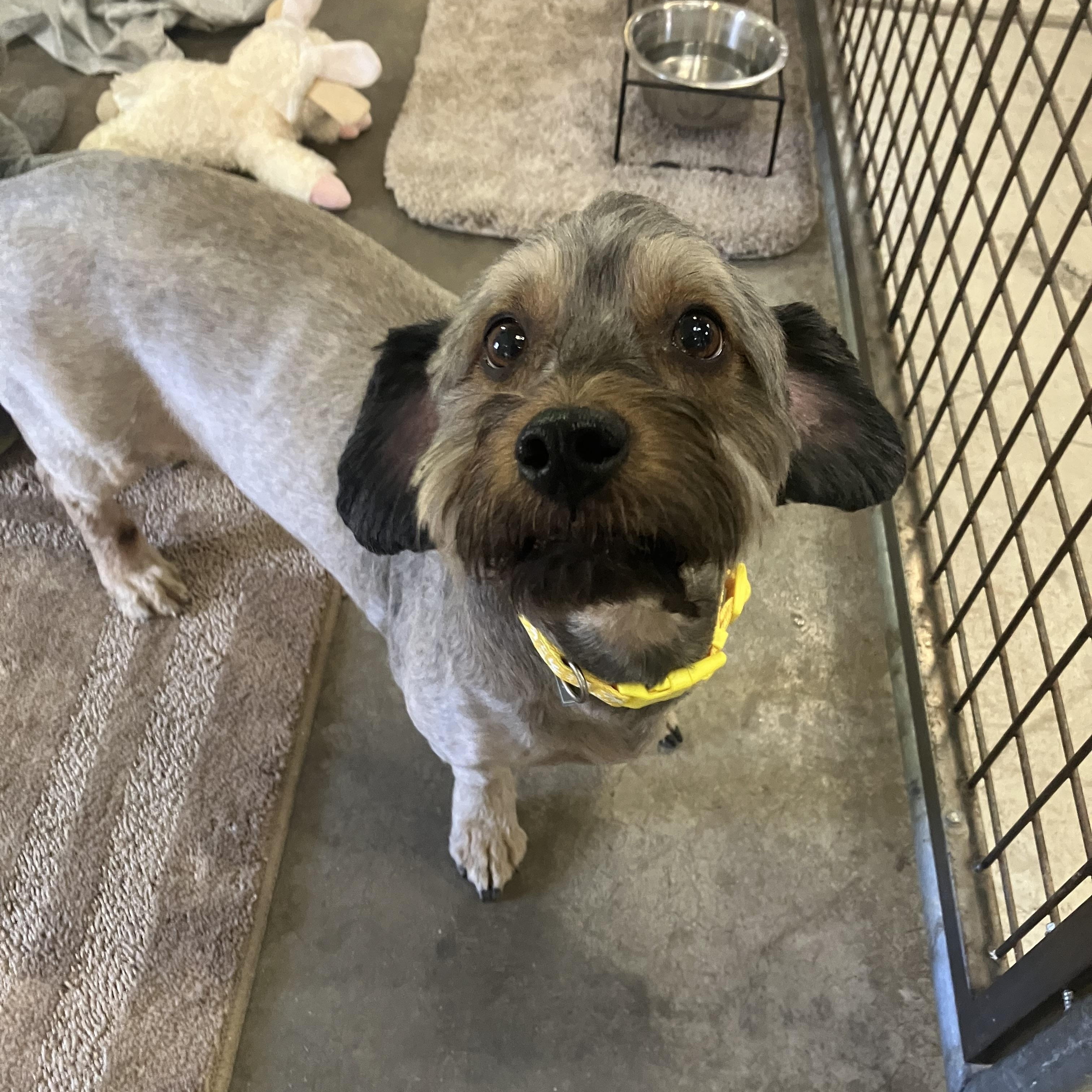 Enlarge Mitzie, a ADOPTABLE mixed breed in Scottsdale, AZ image 3/3