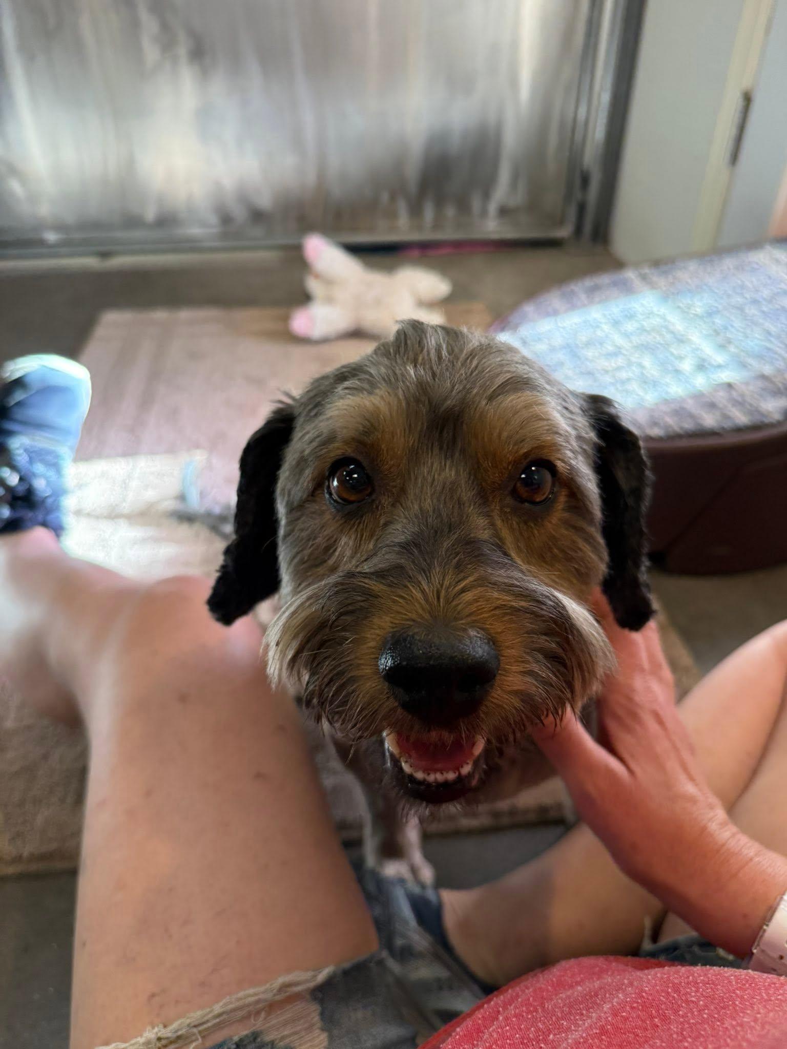Enlarge Mitzie, a ADOPTABLE mixed breed in Scottsdale, AZ image 2/3