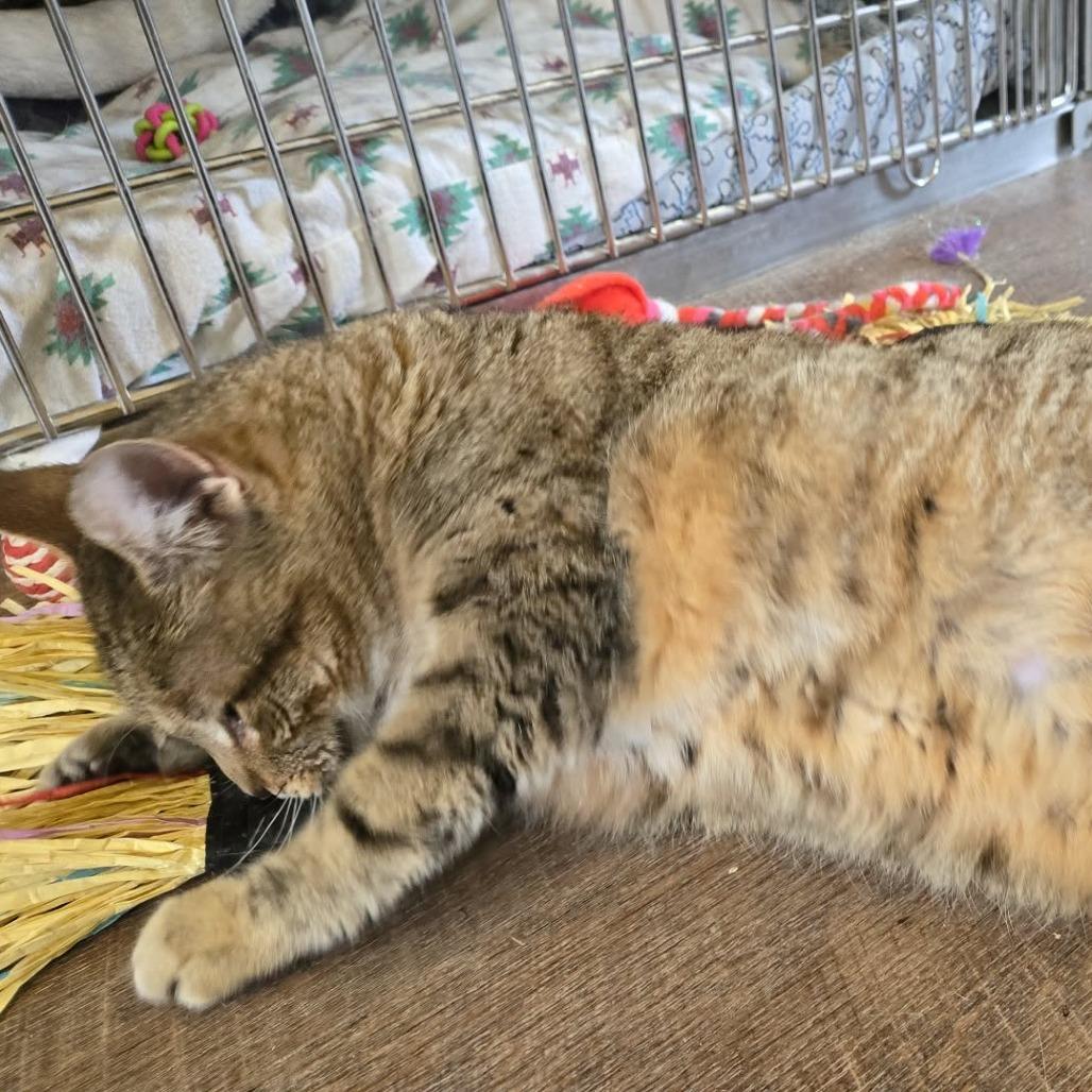 Hannah, Adoptable, Senior Female Domestic Short Hair.