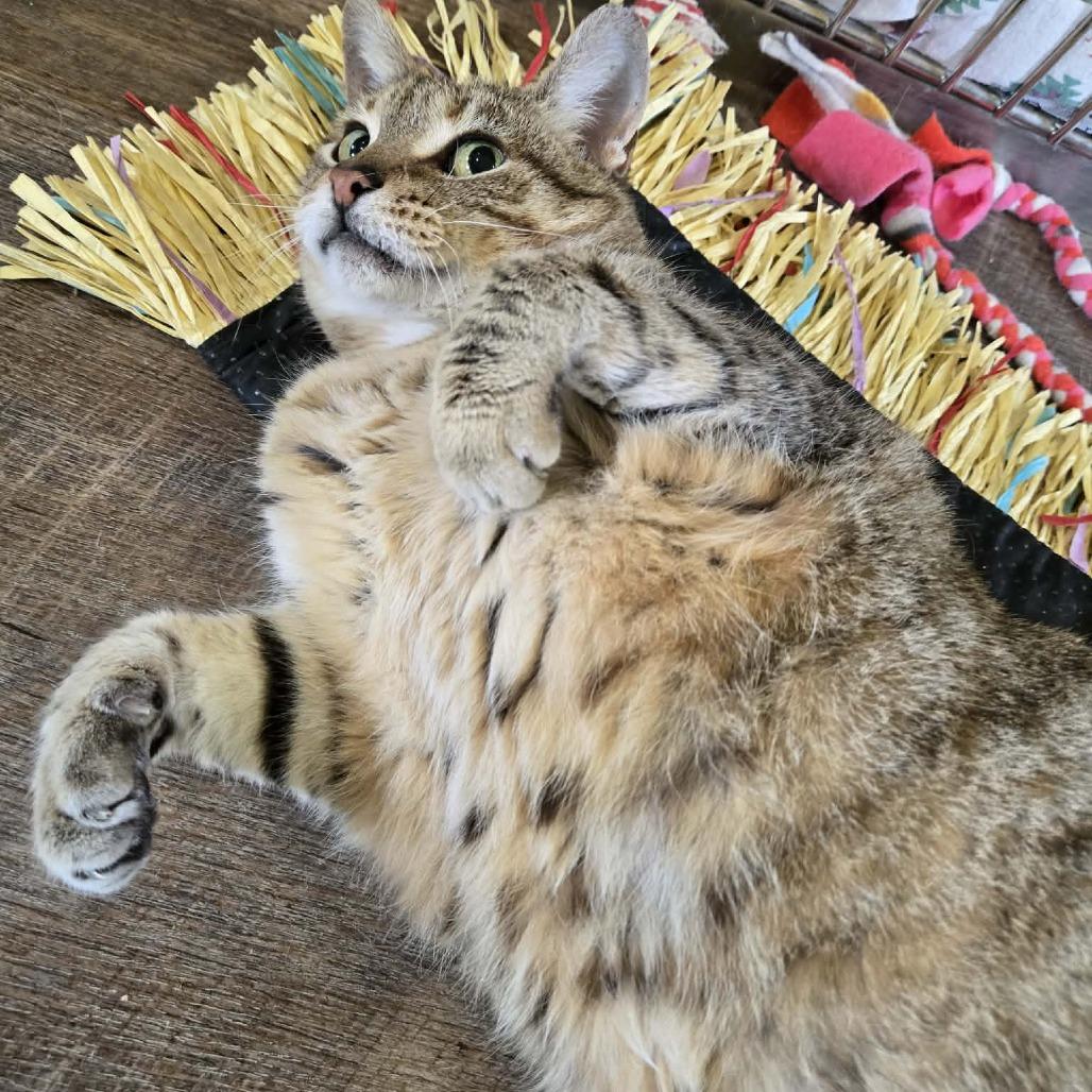 Enlarge Hannah, a Adoptable Domestic Short Hair in Park Falls, WI image 2/5
