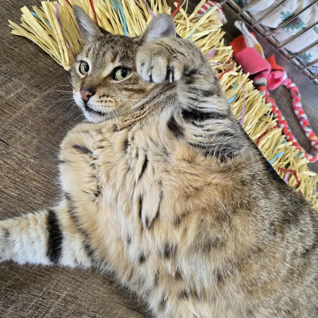 Enlarge Hannah, a Adoptable Domestic Short Hair in Park Falls, WI image 3/5
