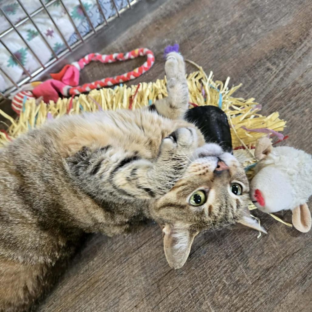 Enlarge Hannah, a Adoptable Domestic Short Hair in Park Falls, WI image 4/5
