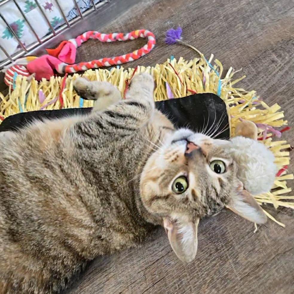 Enlarge Hannah, a Adoptable Domestic Short Hair in Park Falls, WI image 5/5